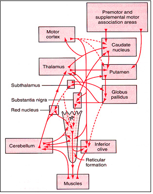 cerebellar system for movement control